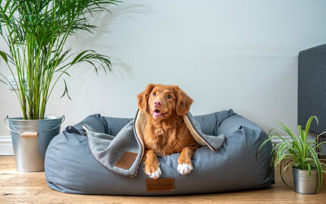 Placerville Animal Surgery Center: Advanced Pet Surgical Services