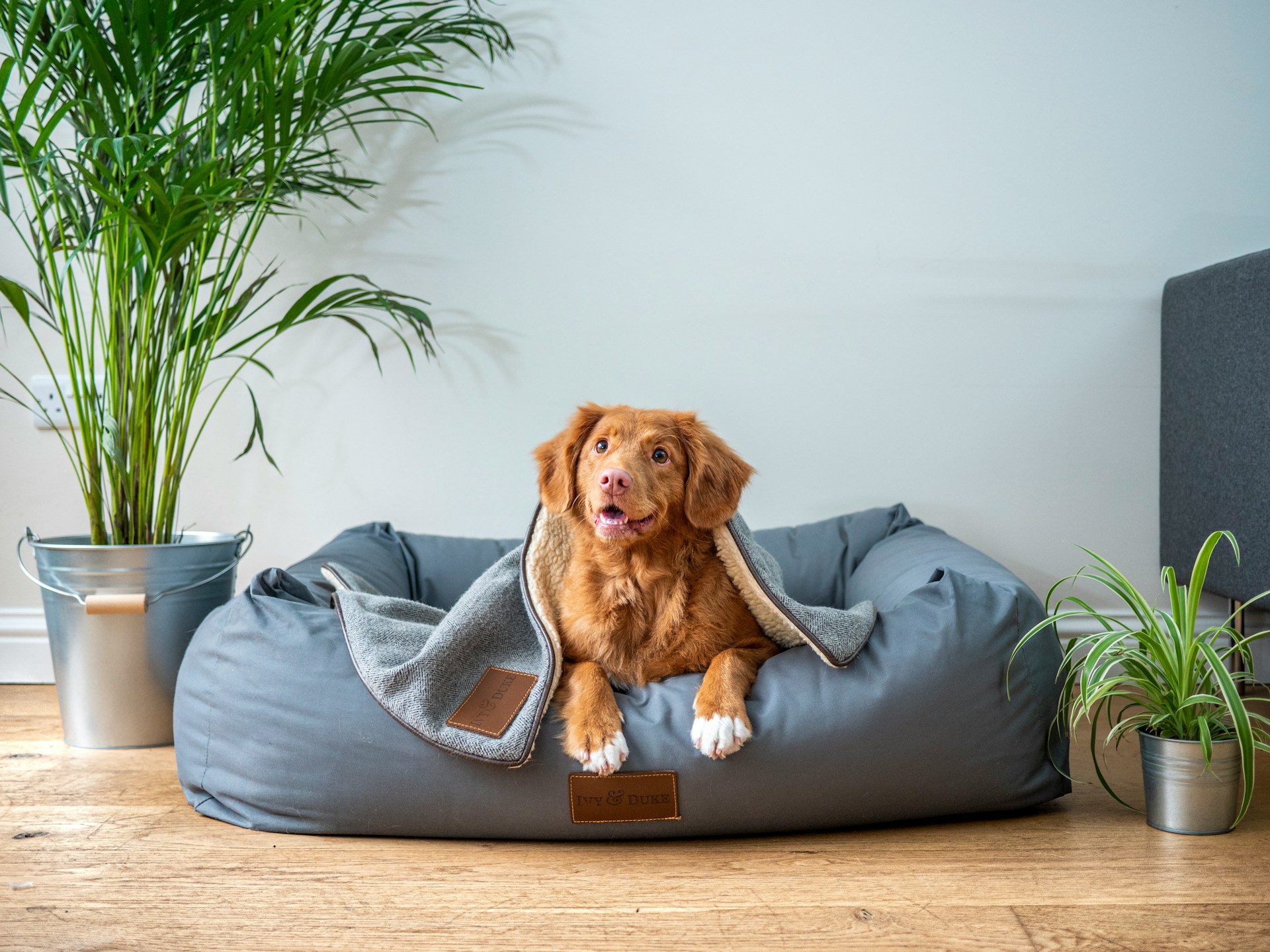 Placerville Animal Surgery Center: Advanced Pet Surgical Services