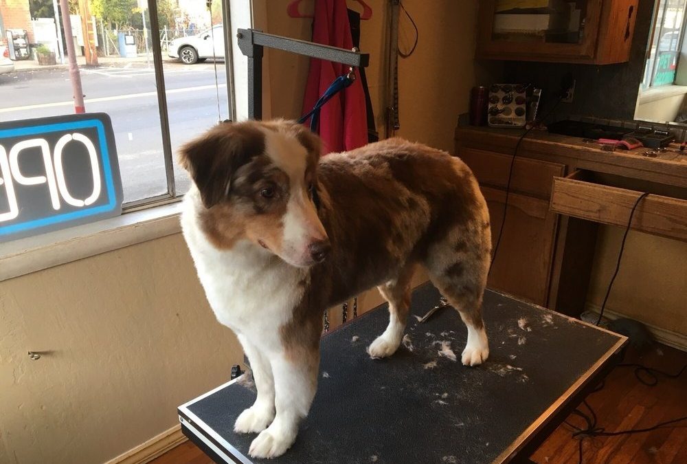 Book a Dog Wash in Placerville: Dirty Dog Pet Salon Appointment Guide