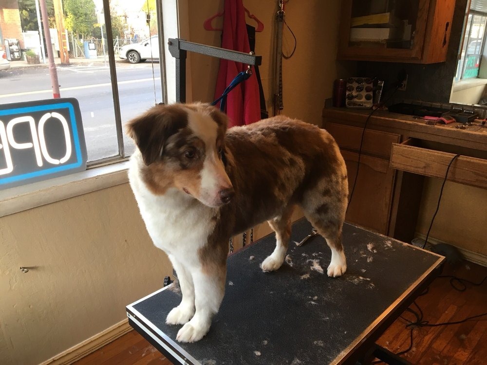 Book a Dog Wash in Placerville: Dirty Dog Pet Salon Appointment Guide